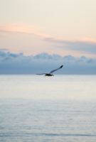 Marine MISTRE - MAOSE